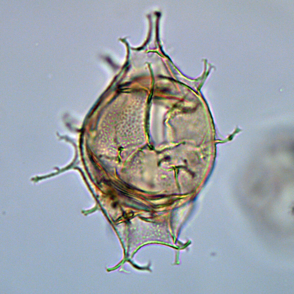 Rottnestia borrusica, U1581-17R-4W, 54-58, sl.1, U27-3, foto-d.jpg